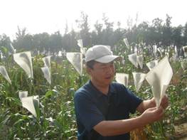 孙守钧教授在试验地进行高粱套袋